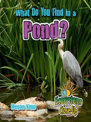 cover image of What Do You Find in a Pond?